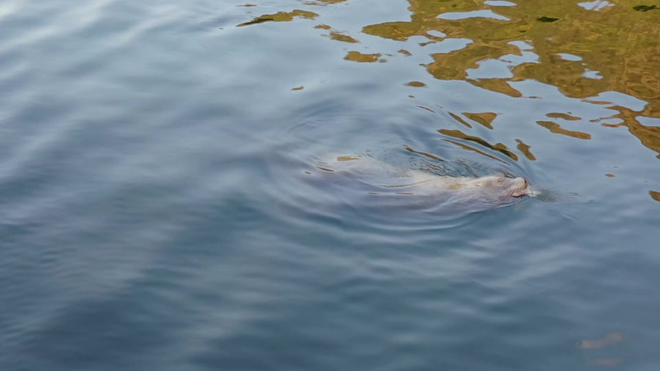 Seals
